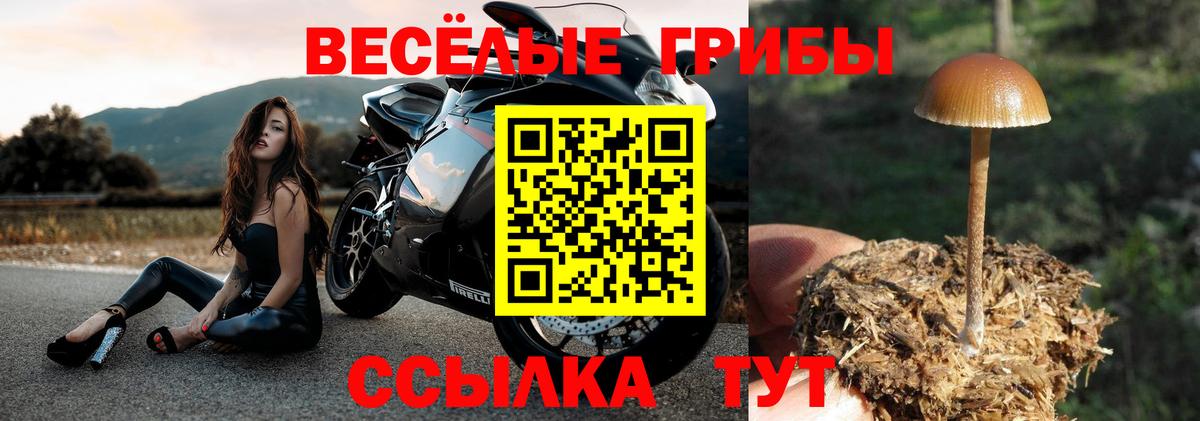 Псилоцибиновые грибы Cubensis Сафоново